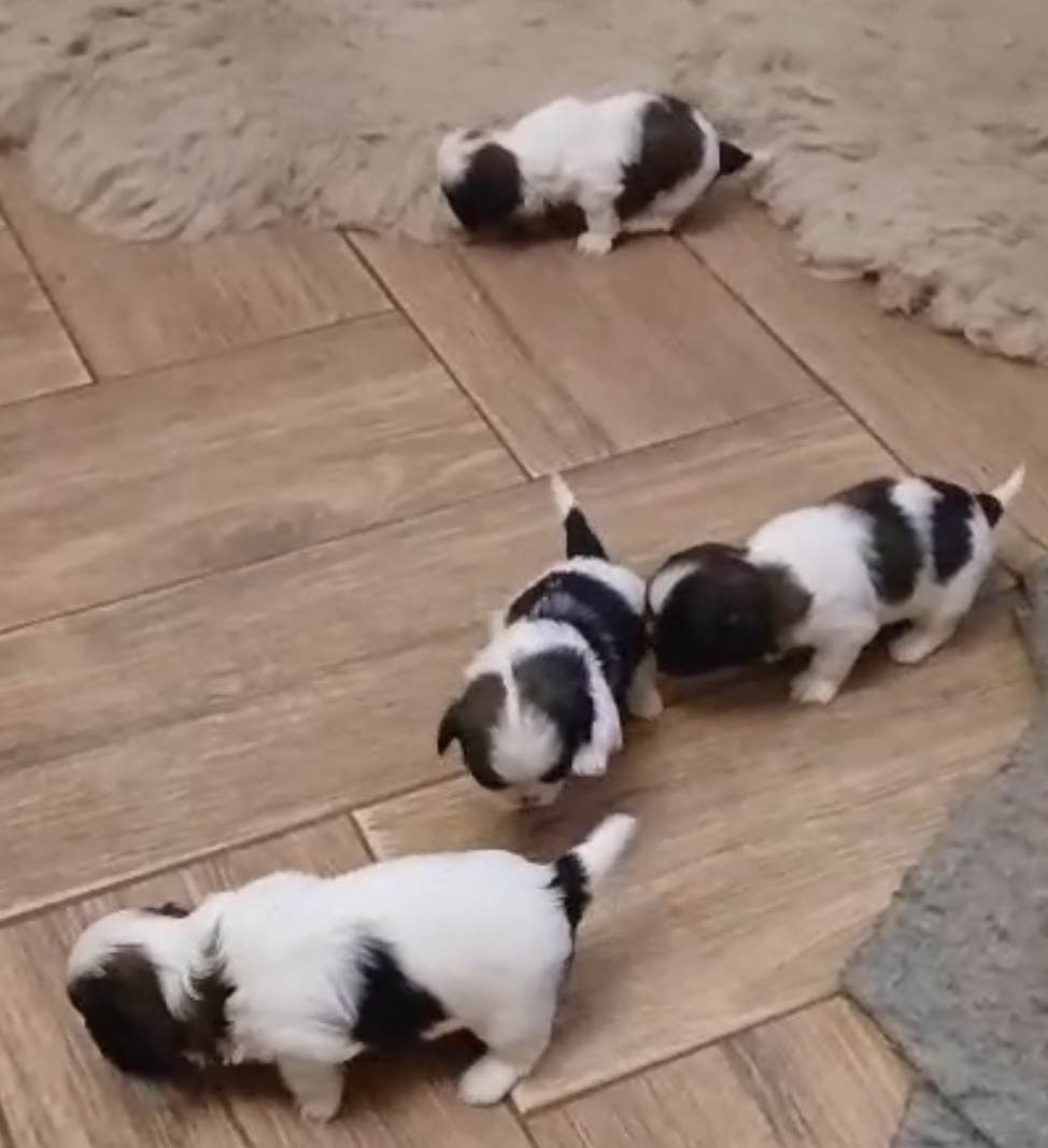 Štěňátka Shih-tzu - 2