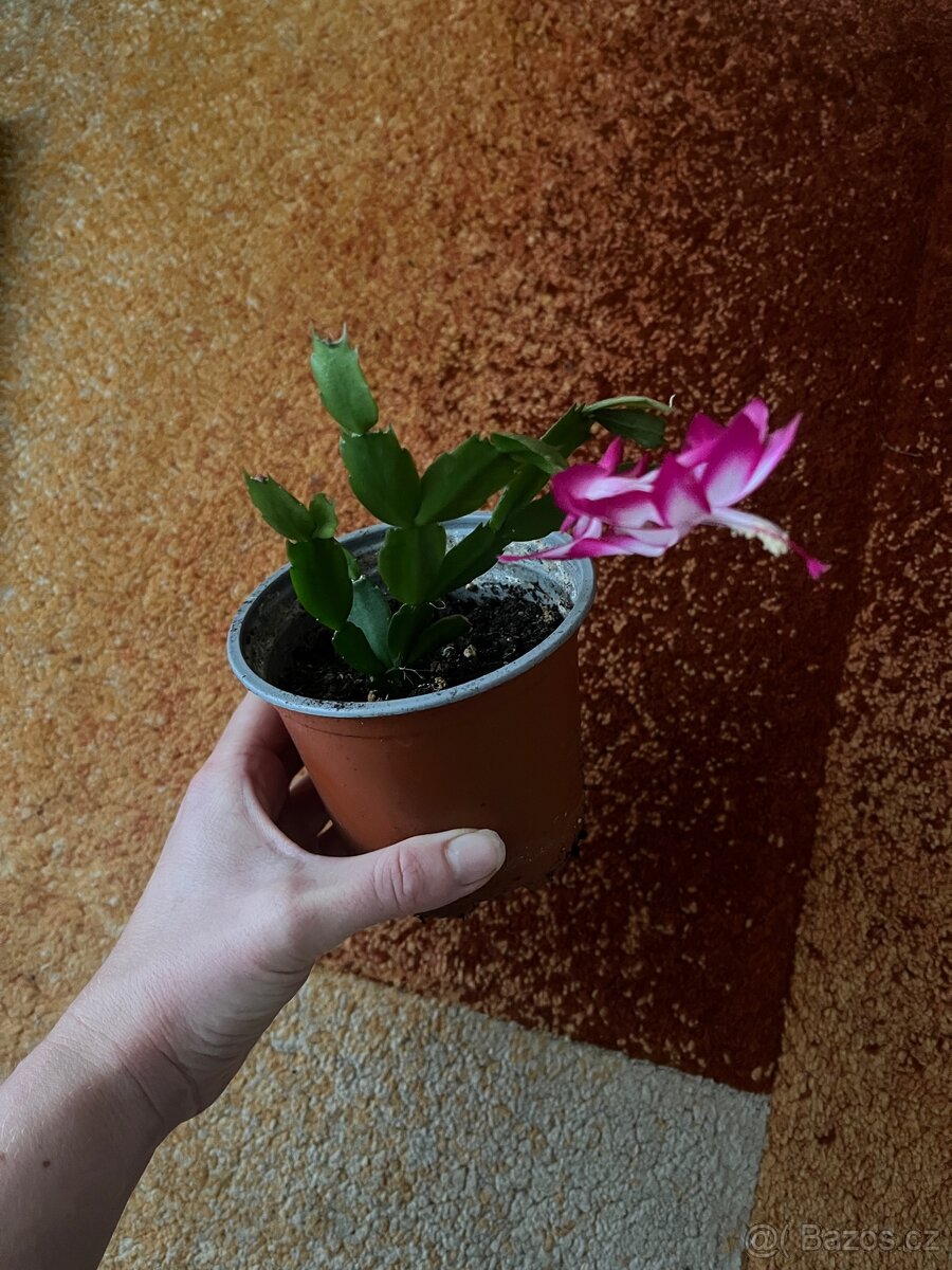 Vánoční kaktus - 2