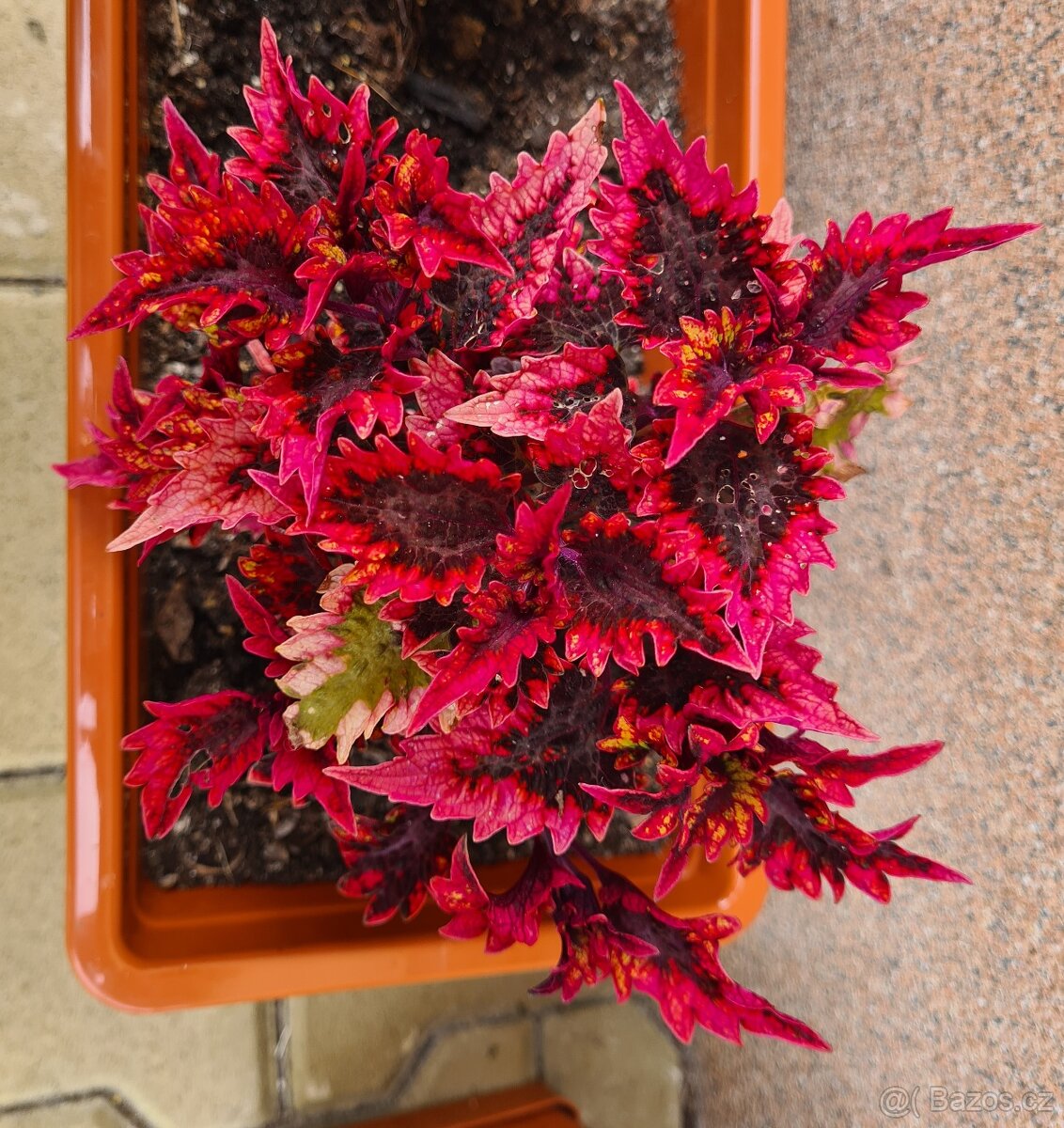 SEMENA Africká okrasná kopřiva Coleus - 2