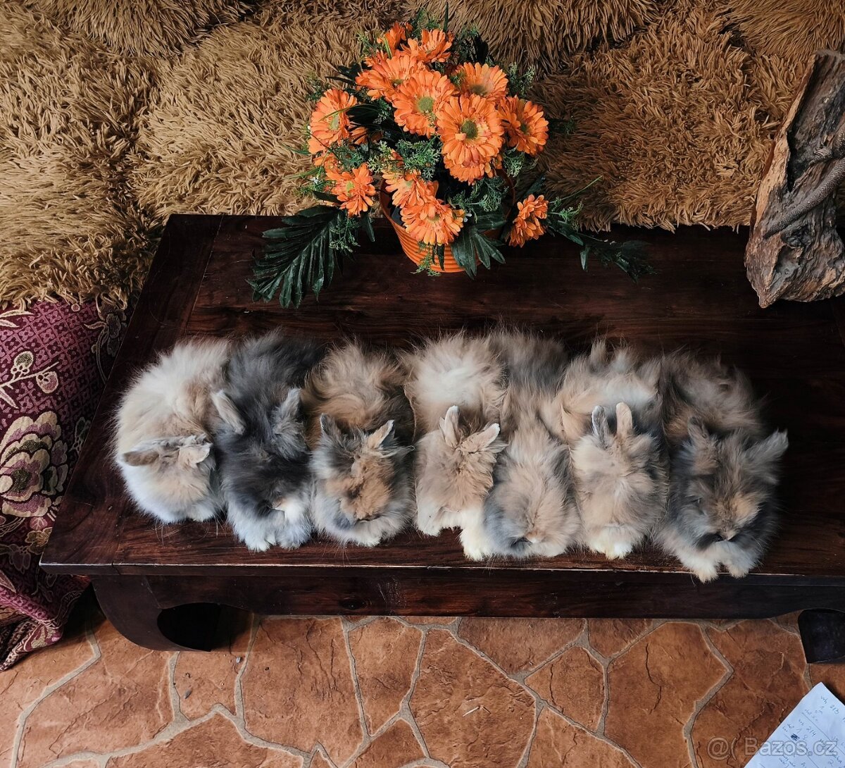 Teddy králíčci zakrslí dlouhosrstí - 2