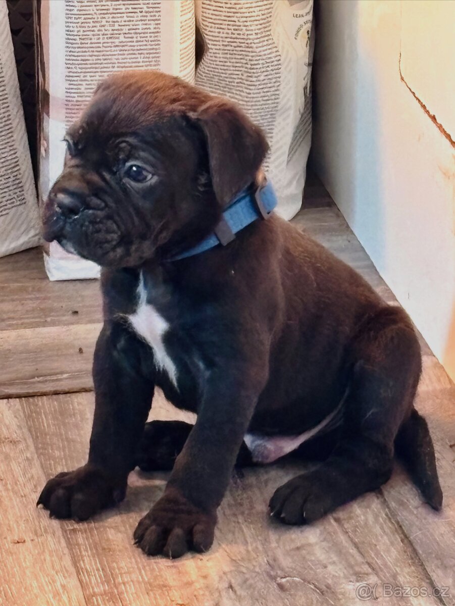 Cane corso s PP - 11 Vánočních štěňátek k rezervaci - 2