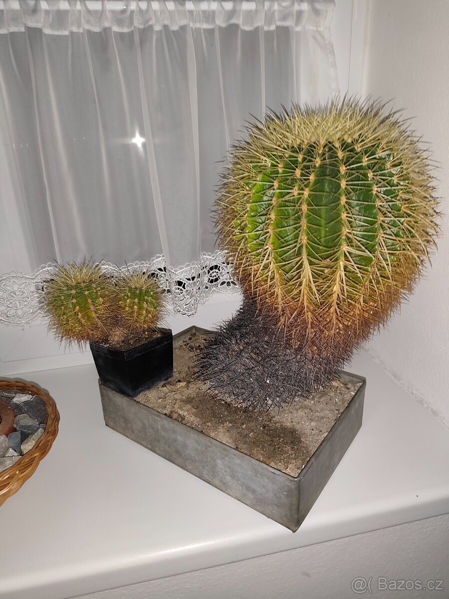 Prodám kaktusy - 2