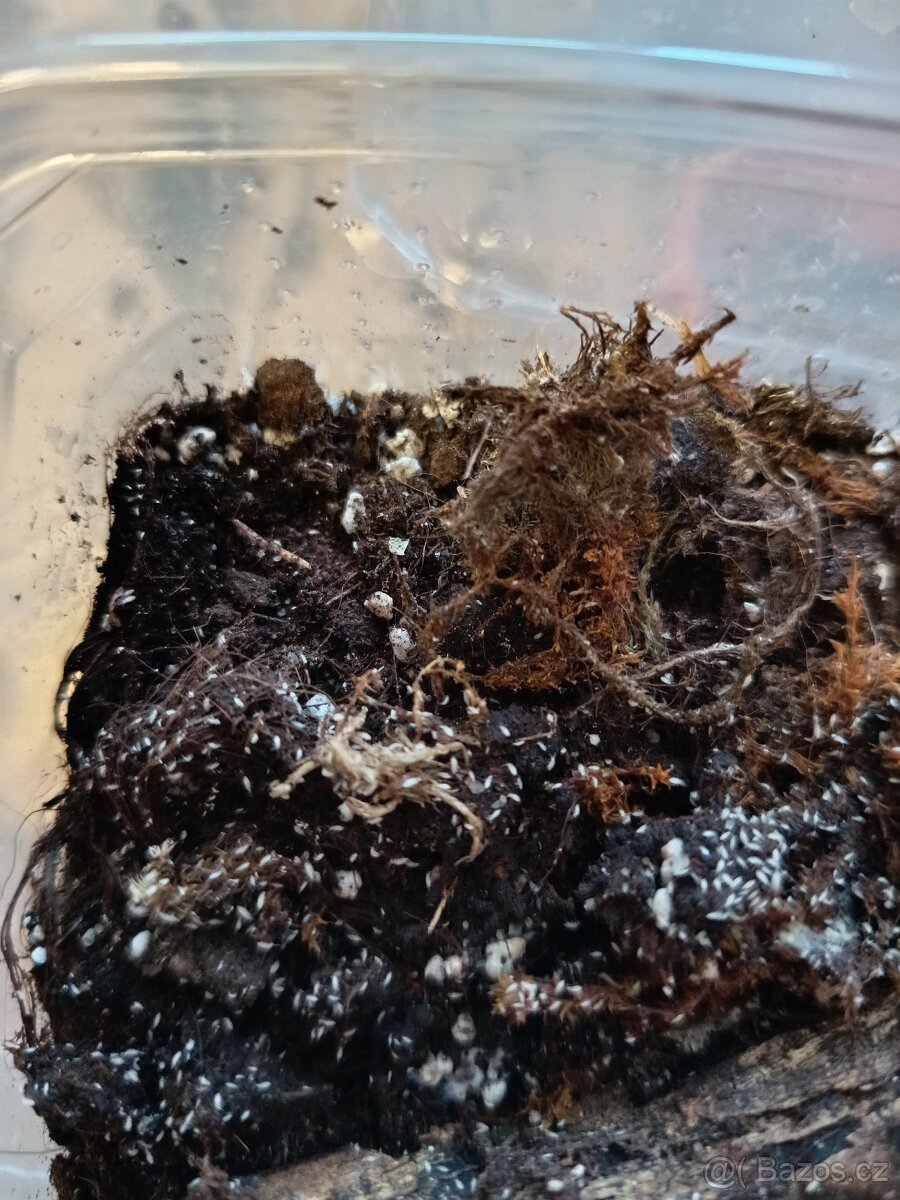 Prodej isopodů a chvostoskoků - 2