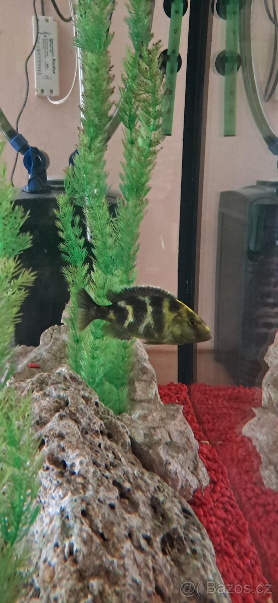 Cichlida žirafa - Nimbochromis venustus - 2