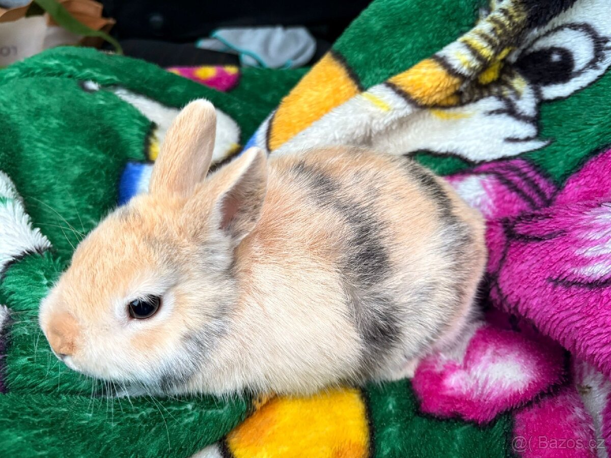 Zakrslý králíček - 2