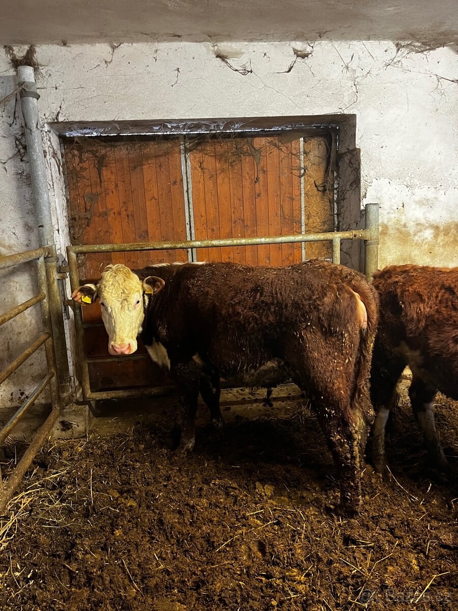 Jalovice Hereford - 2