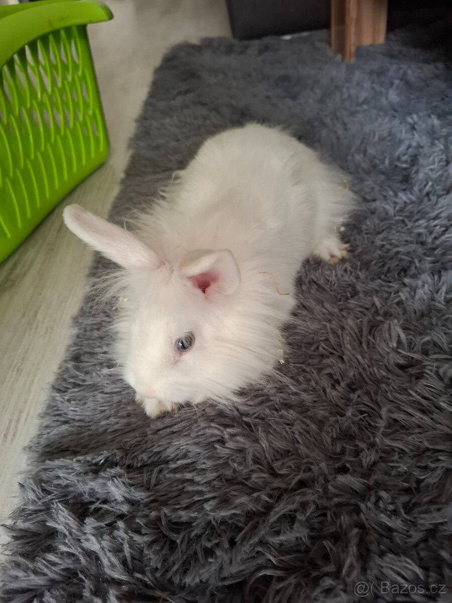 Zakrslý králíček - 2