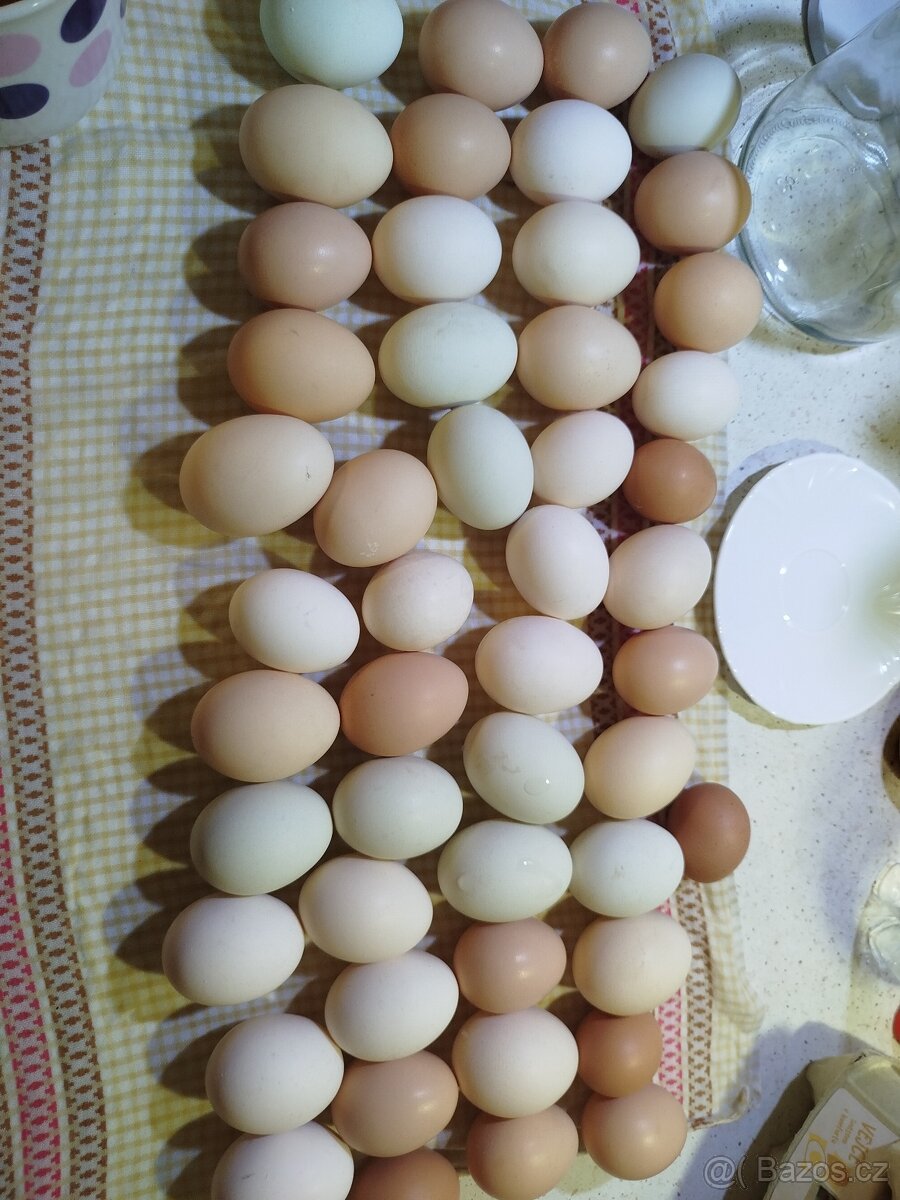 Vajíčka domácí - 2