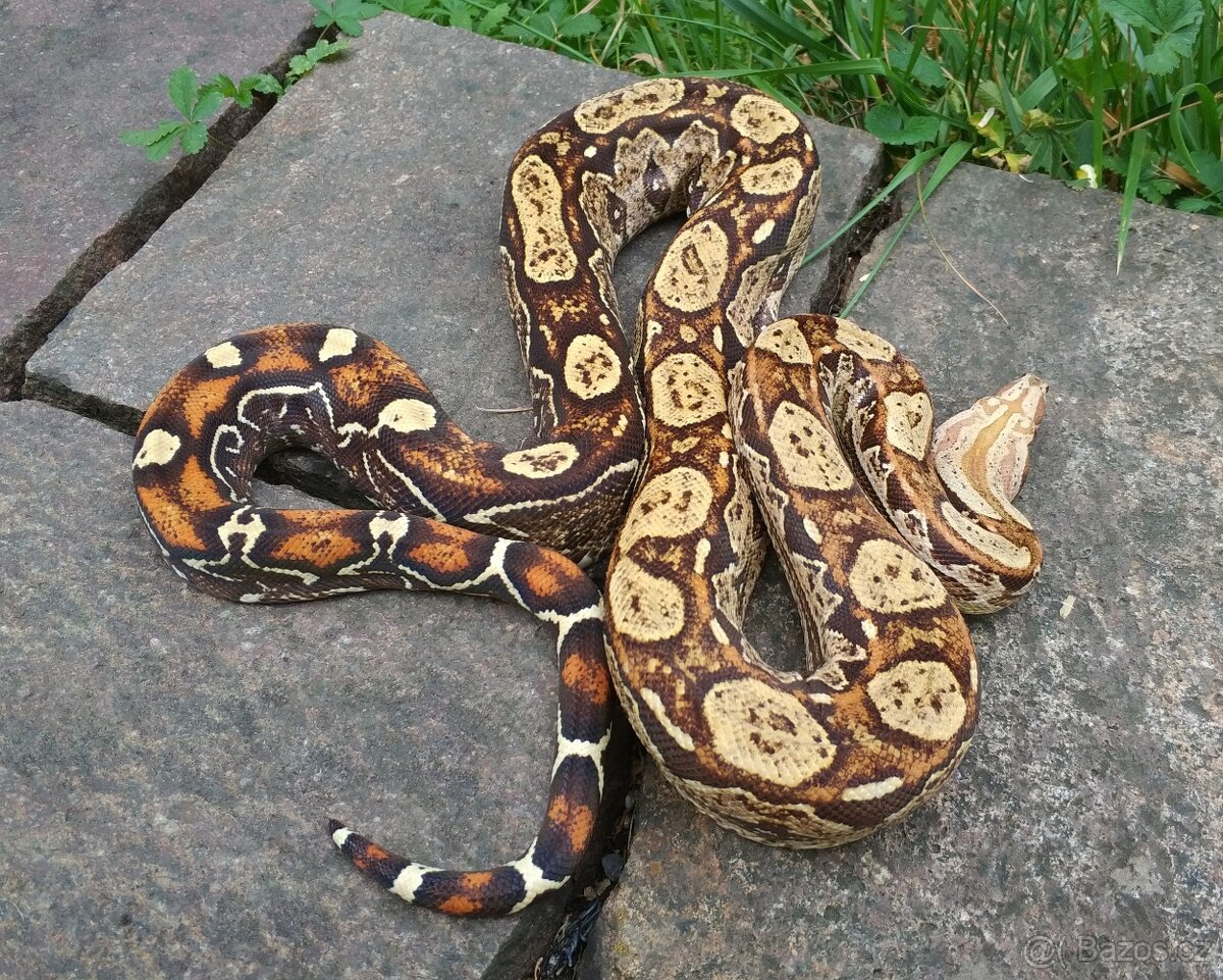 Boa imperator - Keltic Paradigm - 2