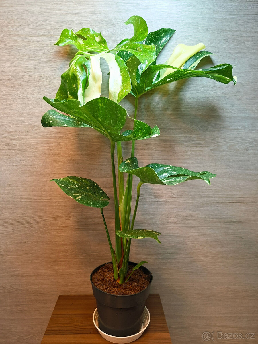 Monstera Deliciosa Thai Constellation - 2