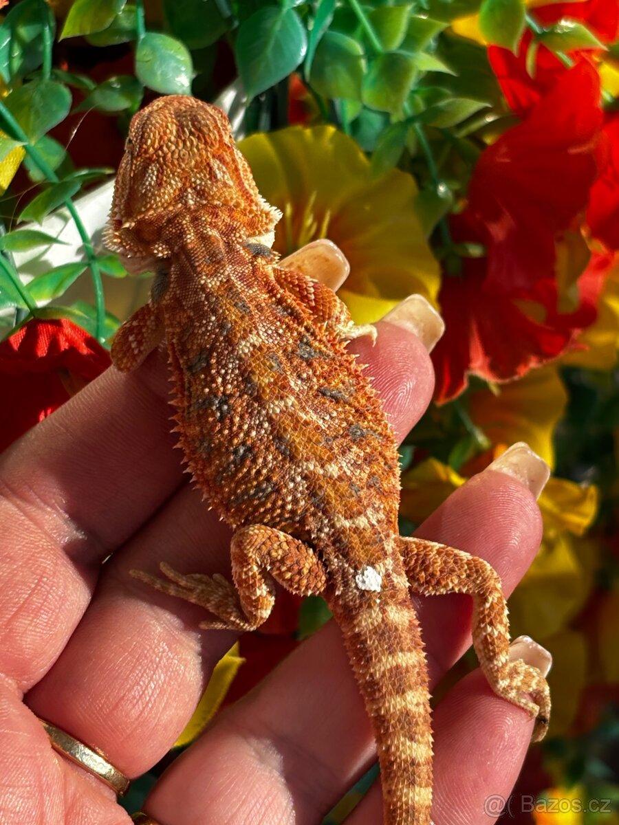 Agama vousata samicky - 2