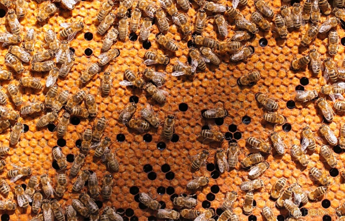 Oddělky a včelstva 2026 – mírná včelstva, vysoký výnos medu. - 2