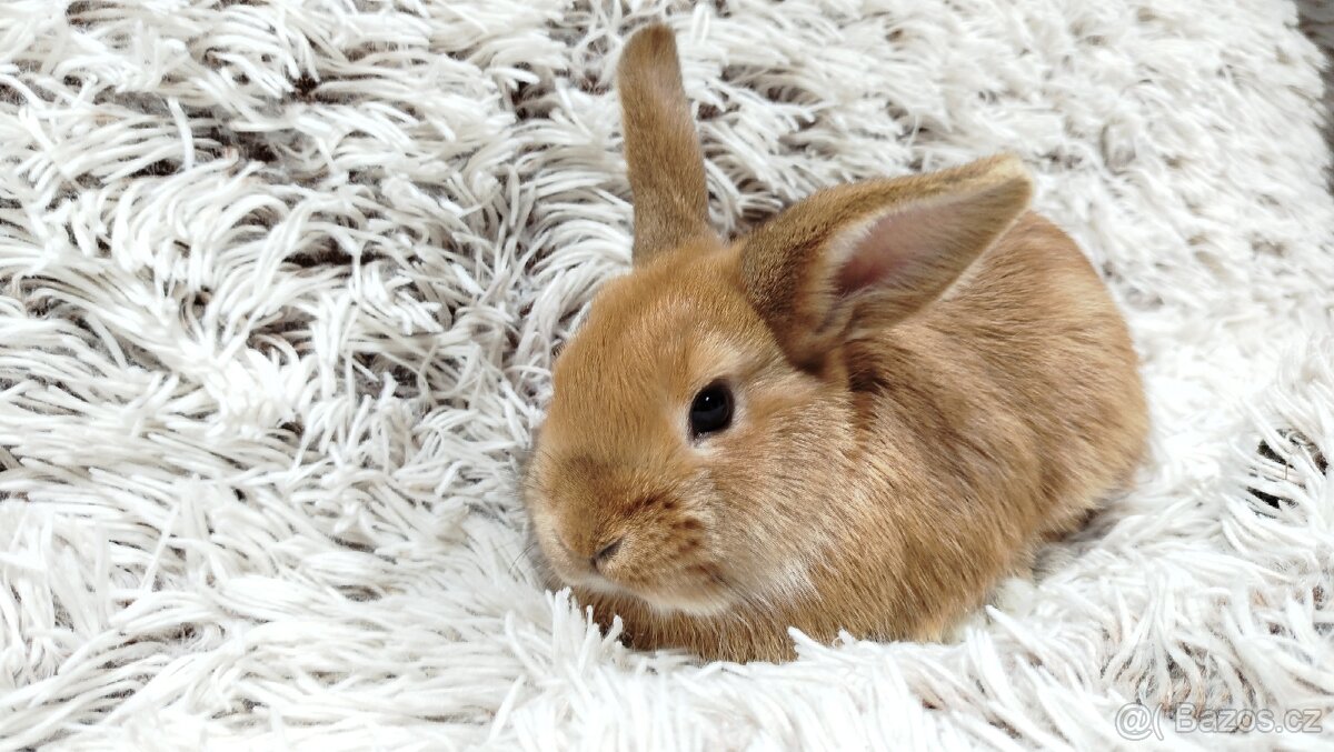 Zakrslý králík, králíček - LILI - 2