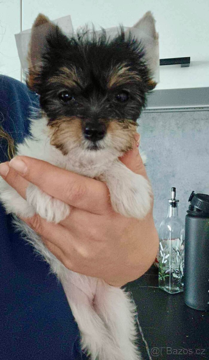 Jorkšírský teriér Biewer - 2