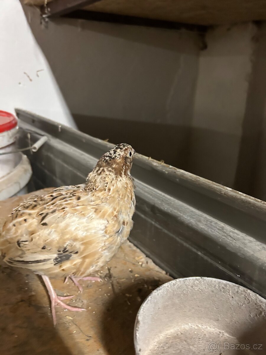 Křepelka japonská-kohouti - 2