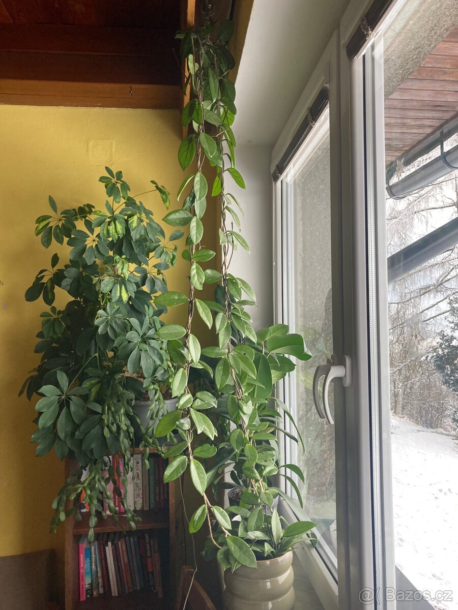 Hoya carnosa voskovka - 2