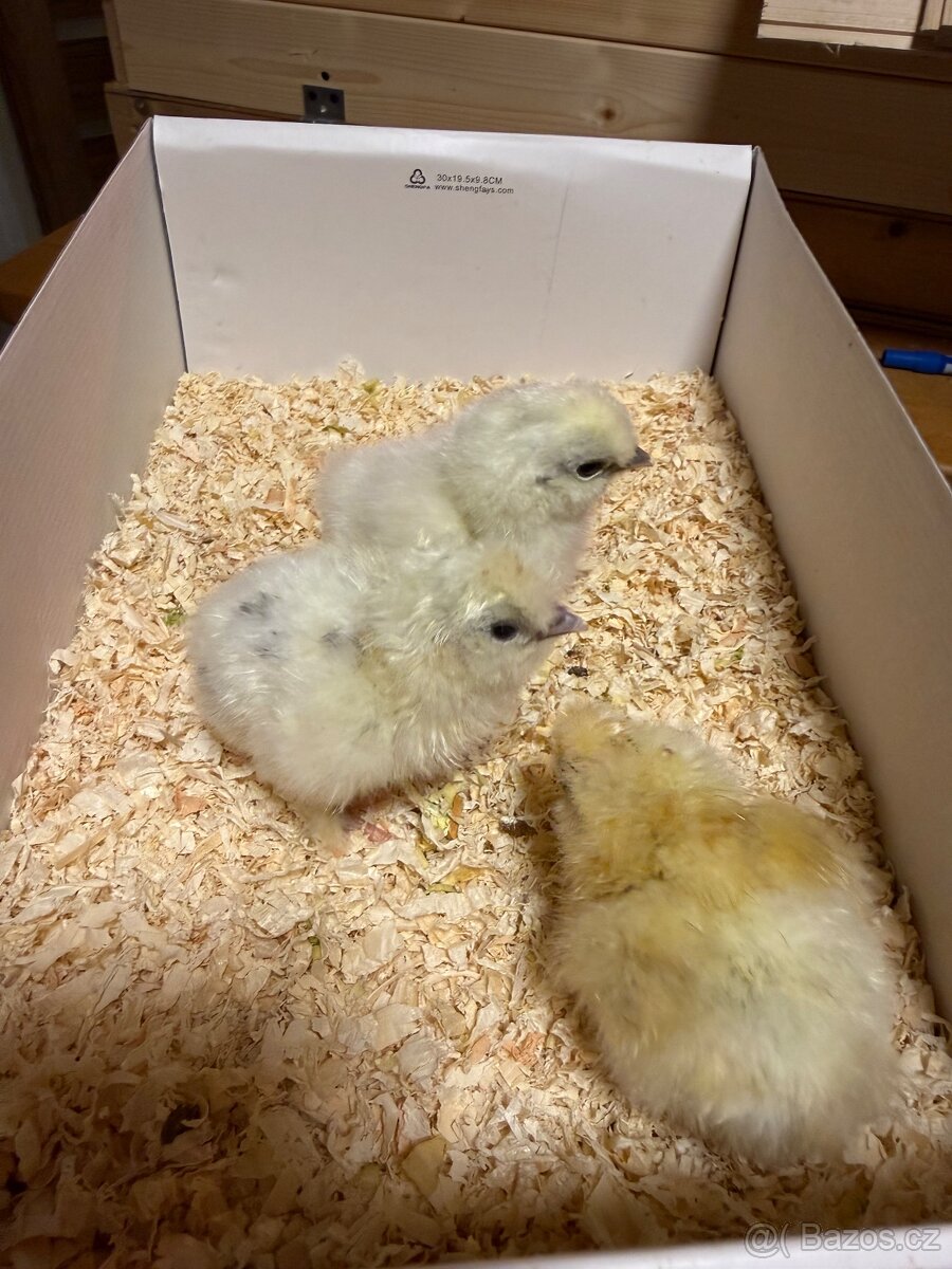 Kuřátka ( hedvábničky ) - 2