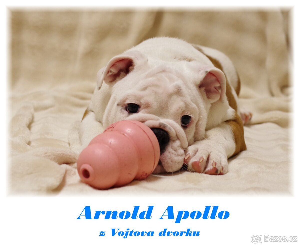 anglický buldok - 2