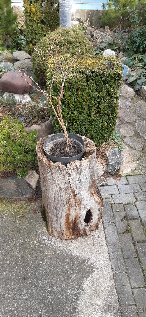 Semena vistárie a katalpy + stromky + vodní rostliny - 2