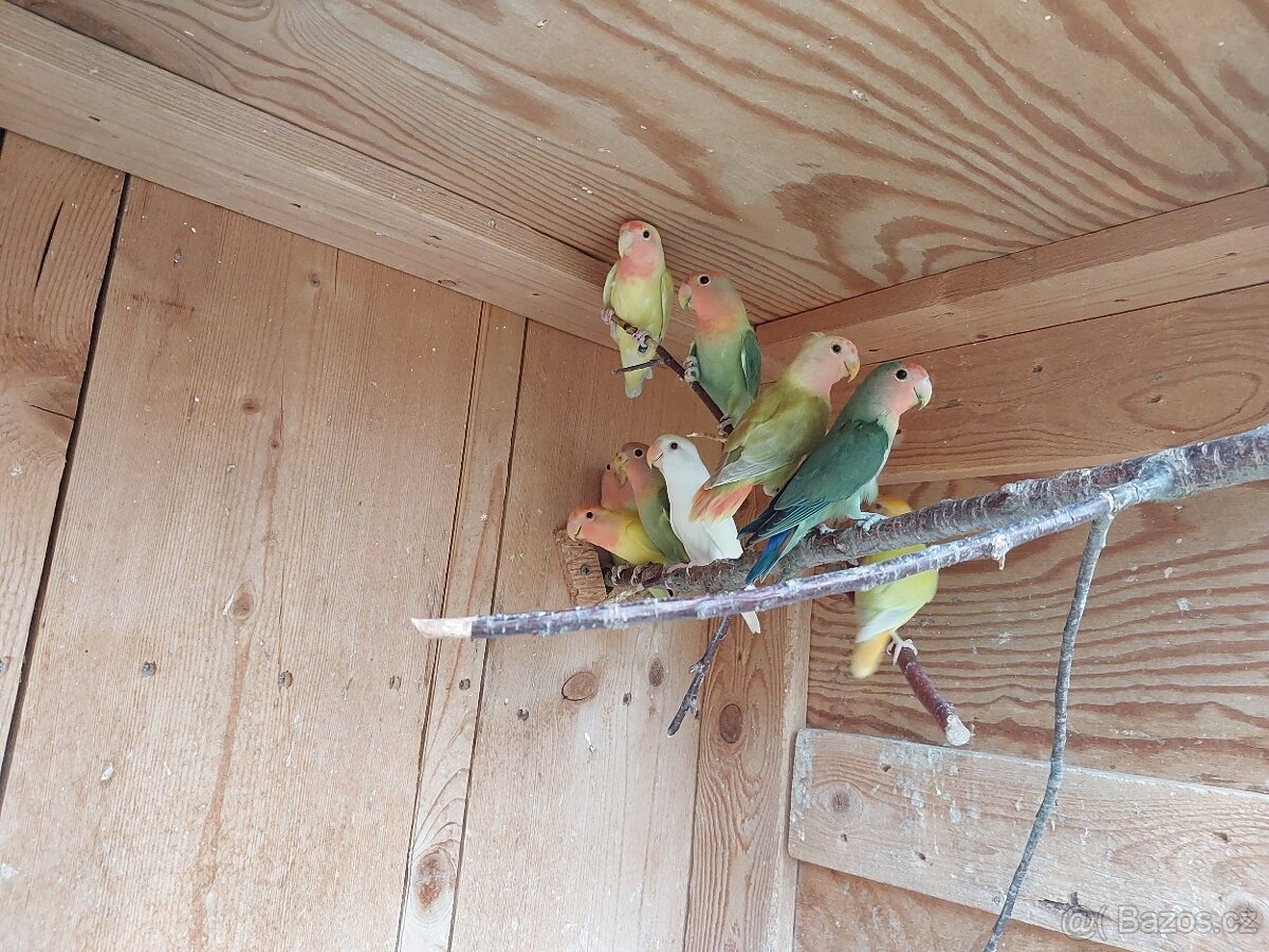 Agapornis růžohrdlý - 2