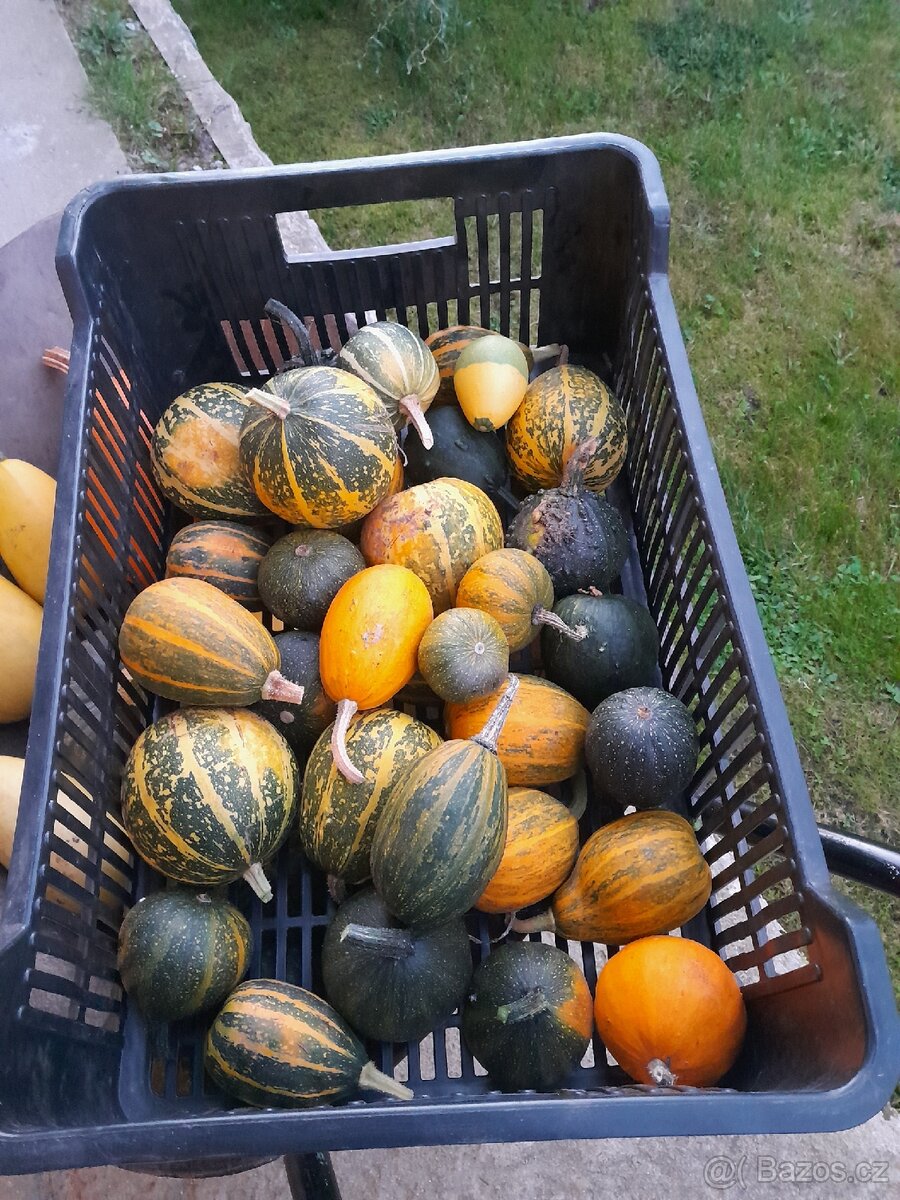 Okrasné dýně - 2