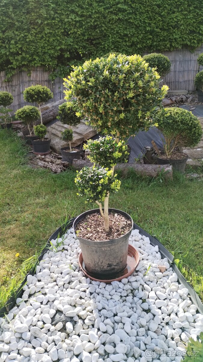 BUXUS - kmínek, koule, zimostráz obecný - 2