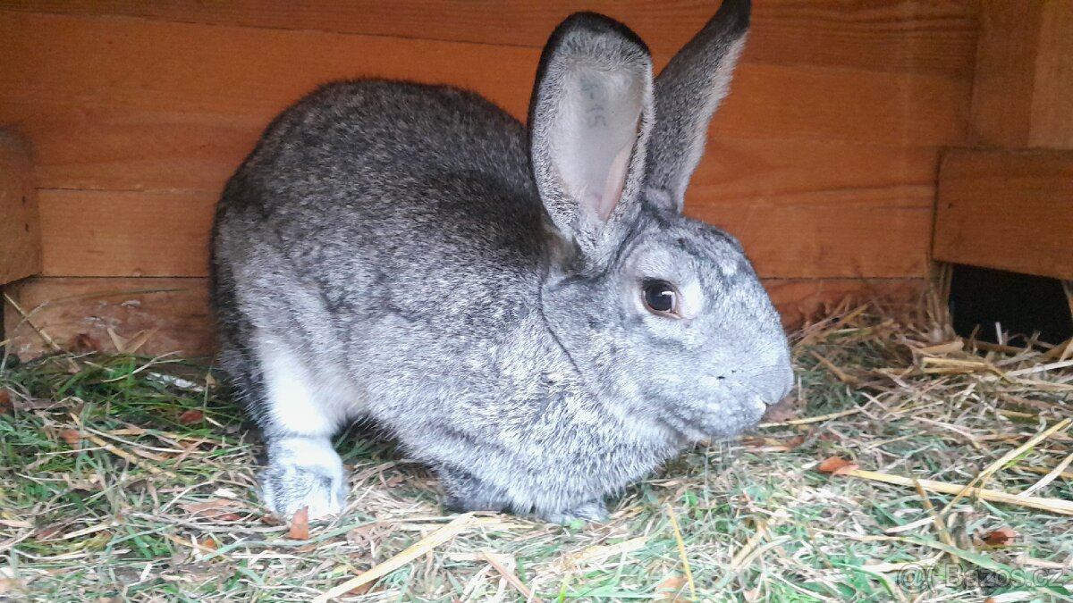 Prodám samičku Činčily velké - 2