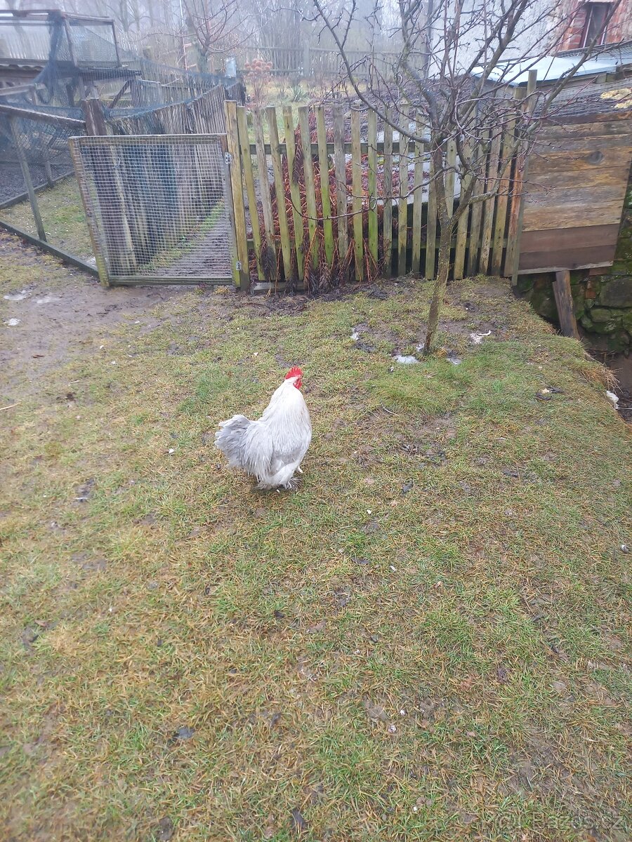 Kohout Kočinky šedé zdrobnělé - 2