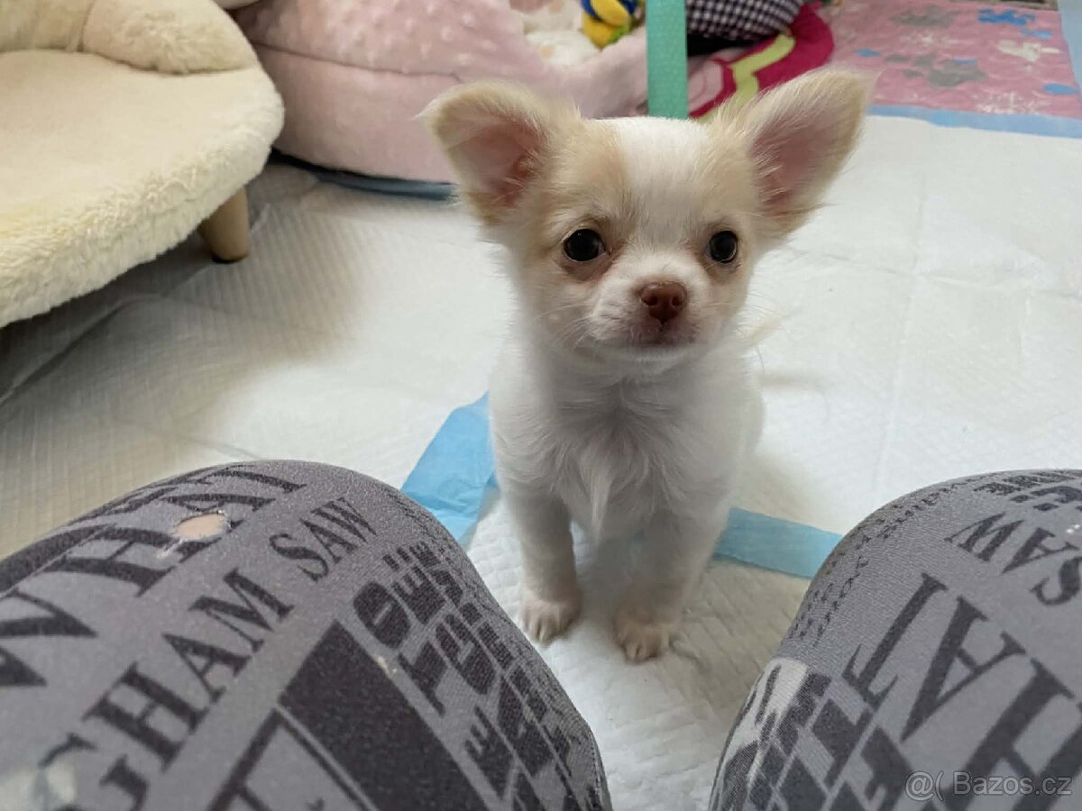 Čivava dlouhosrstá s PP - 2