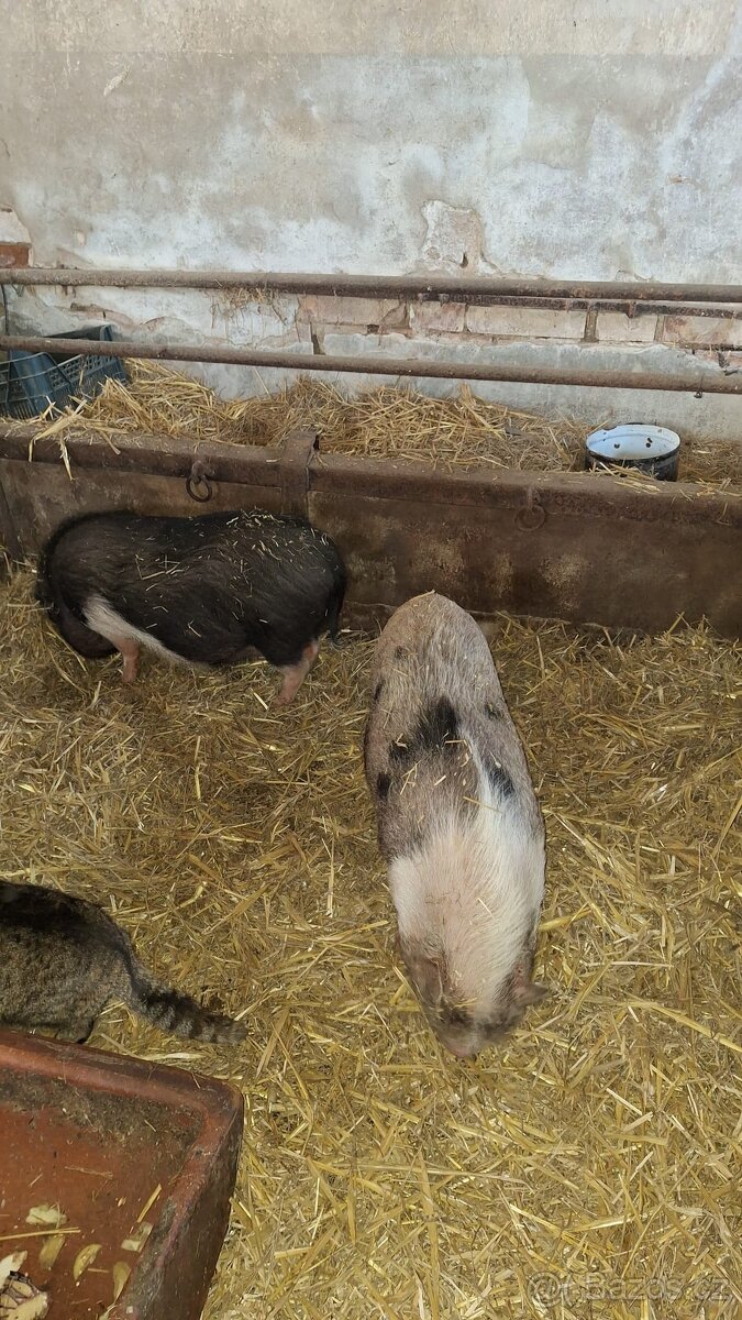 Gottigemske prasata - 2