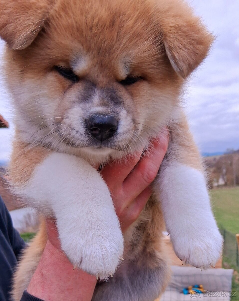 Stene akita inu s Pp - 2