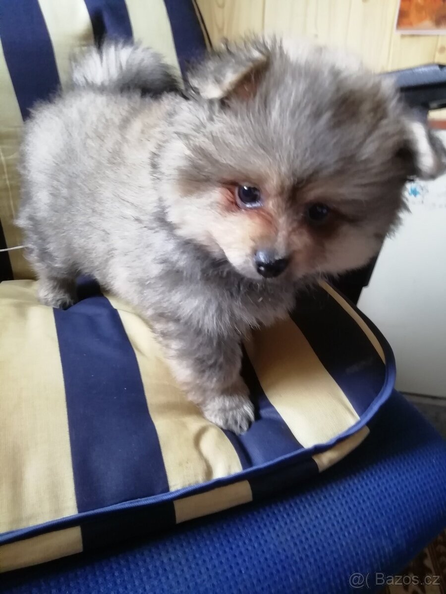 Německý špic - otec Pomeranian - 2