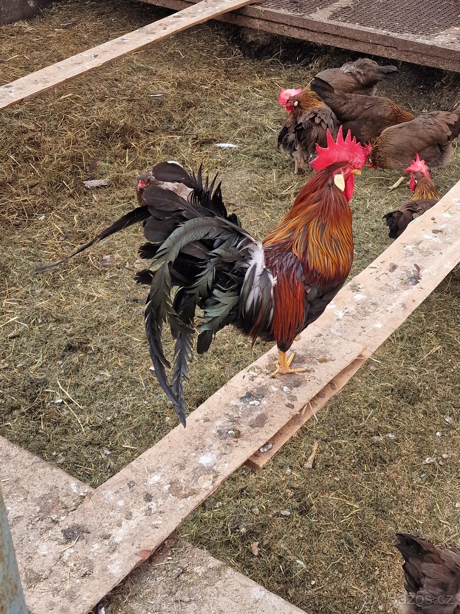 Násadová vajíčka - 2