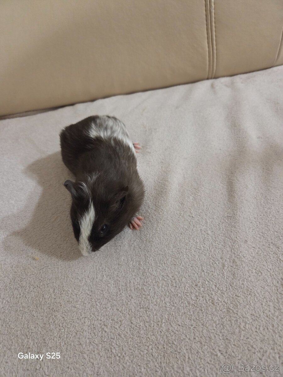 Daruji morčátka - 2