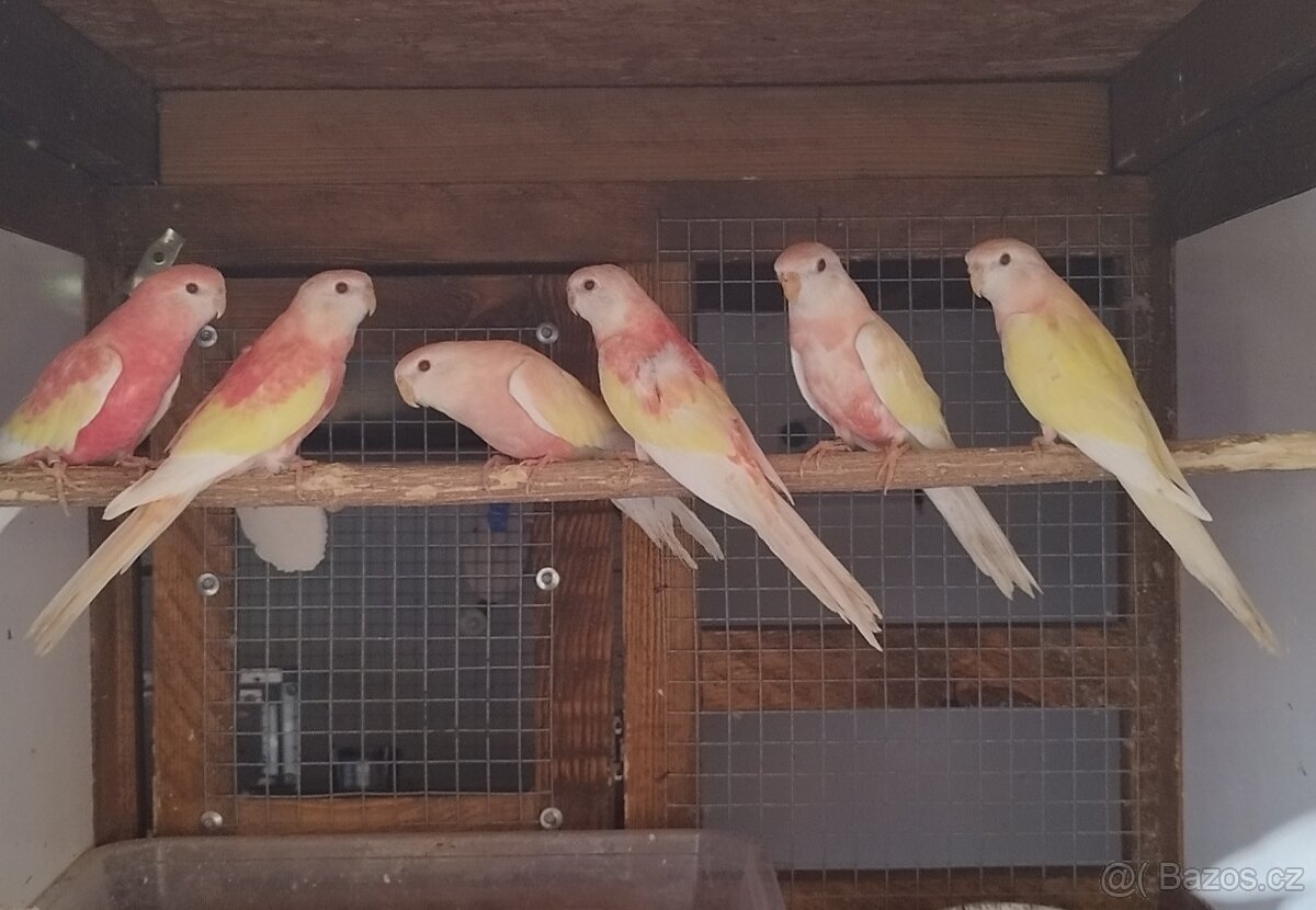 Neoféma Bourek rubino,lutino - 2