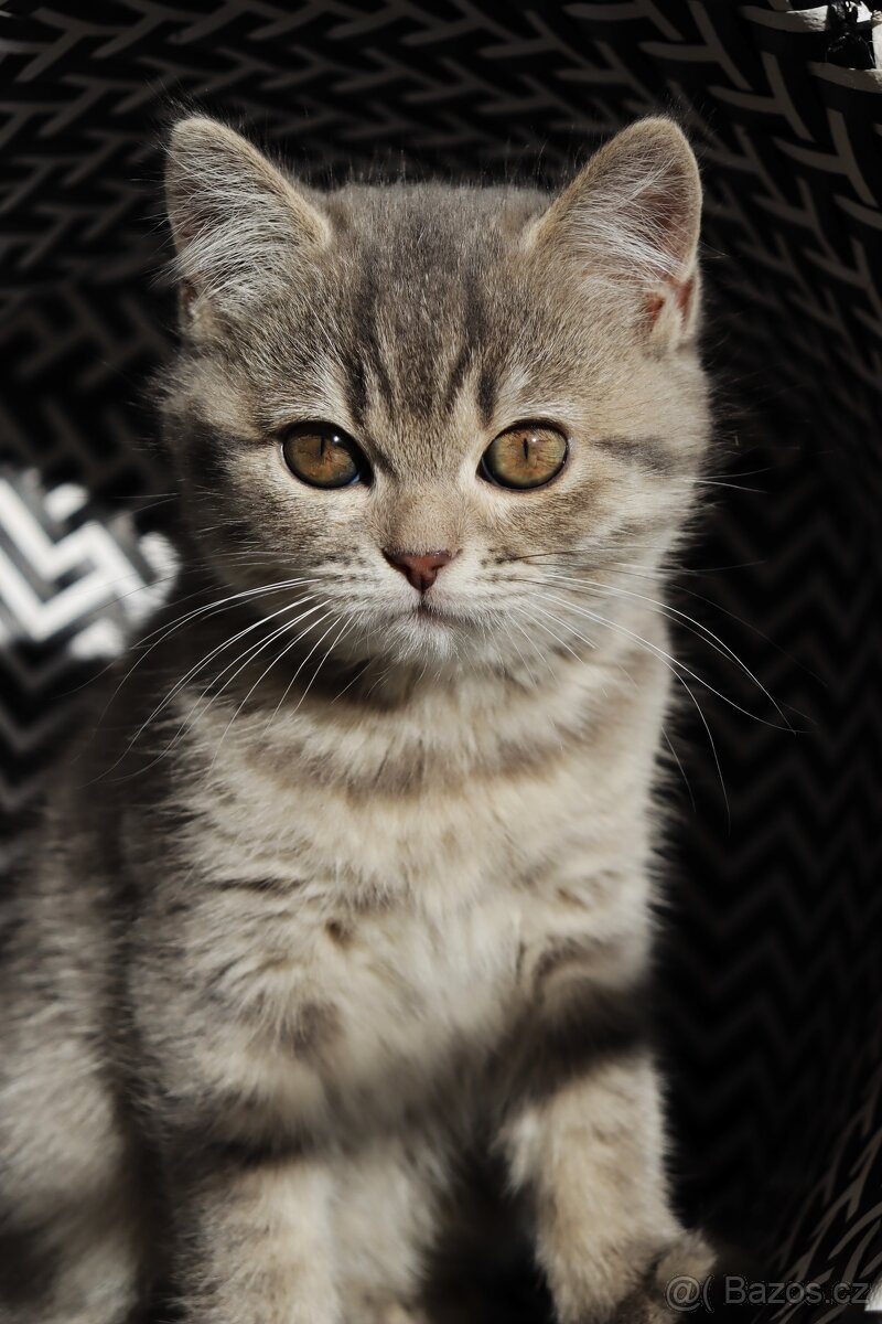 Britské modré krátkosrsté kotě, koťátko, kočka - 2