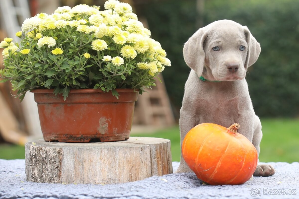 Výmarský ohař s PP Štěňátka - 2