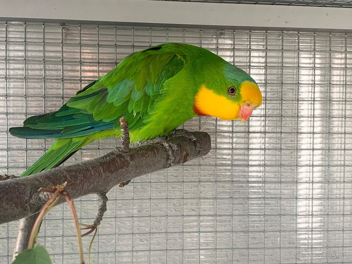 Papoušci nádherní - 2