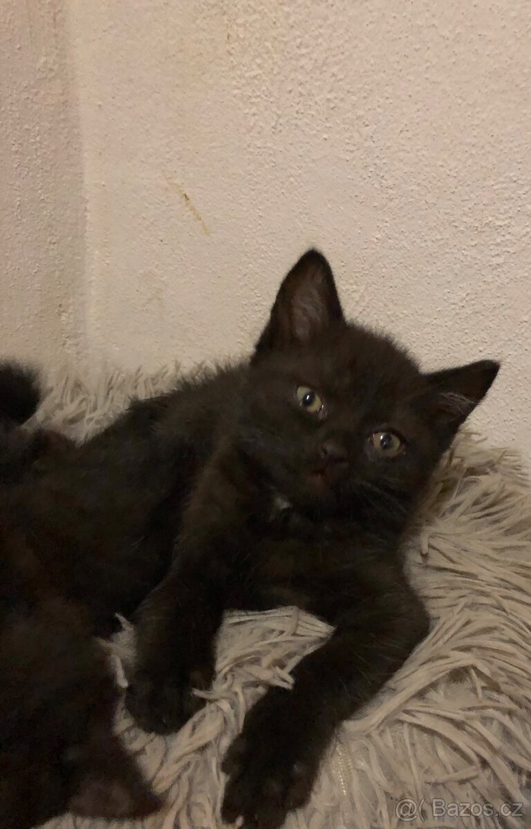 Polobritská koťátka - 2