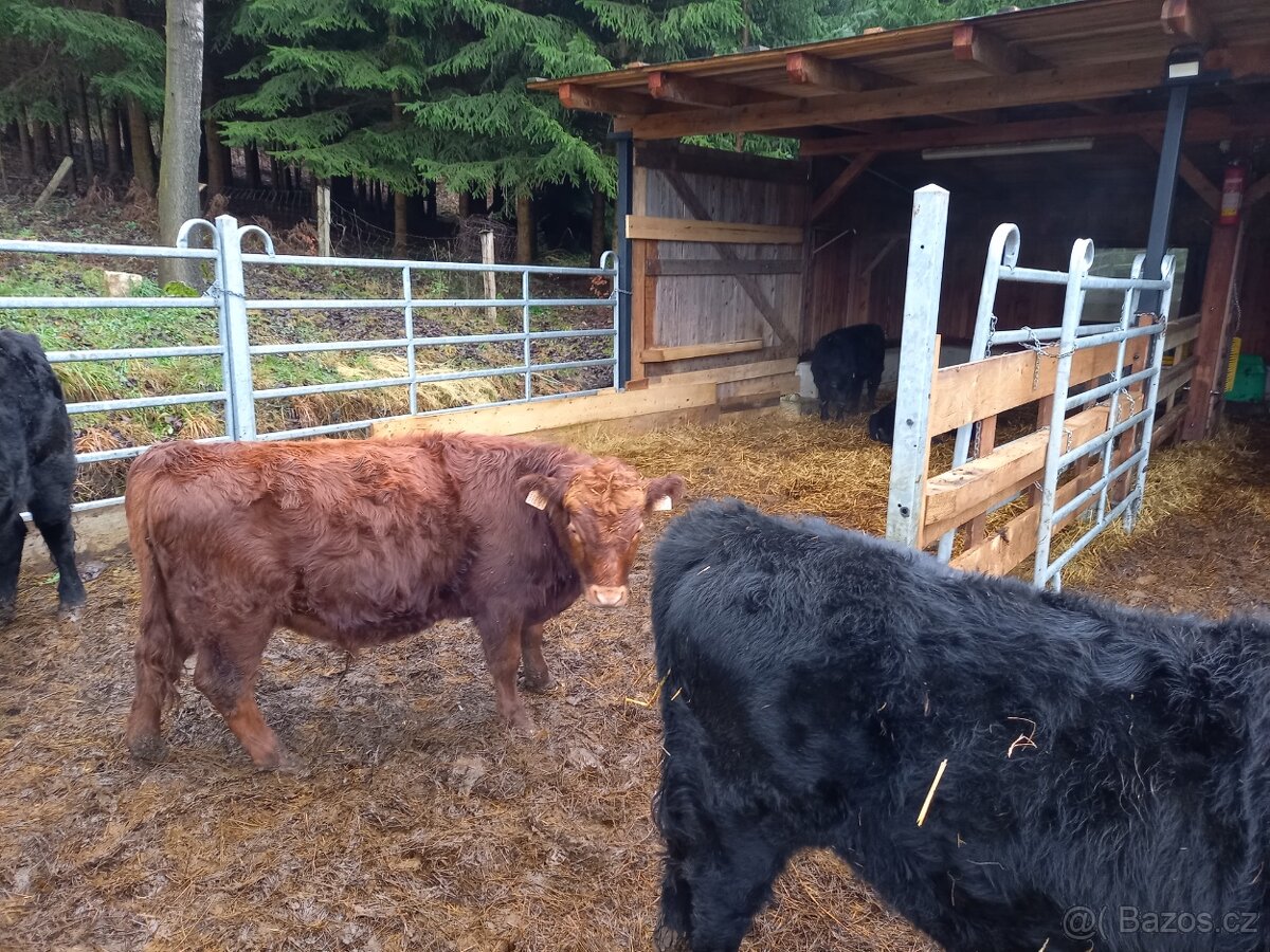 Prodam zastav plemene Dexter - 2