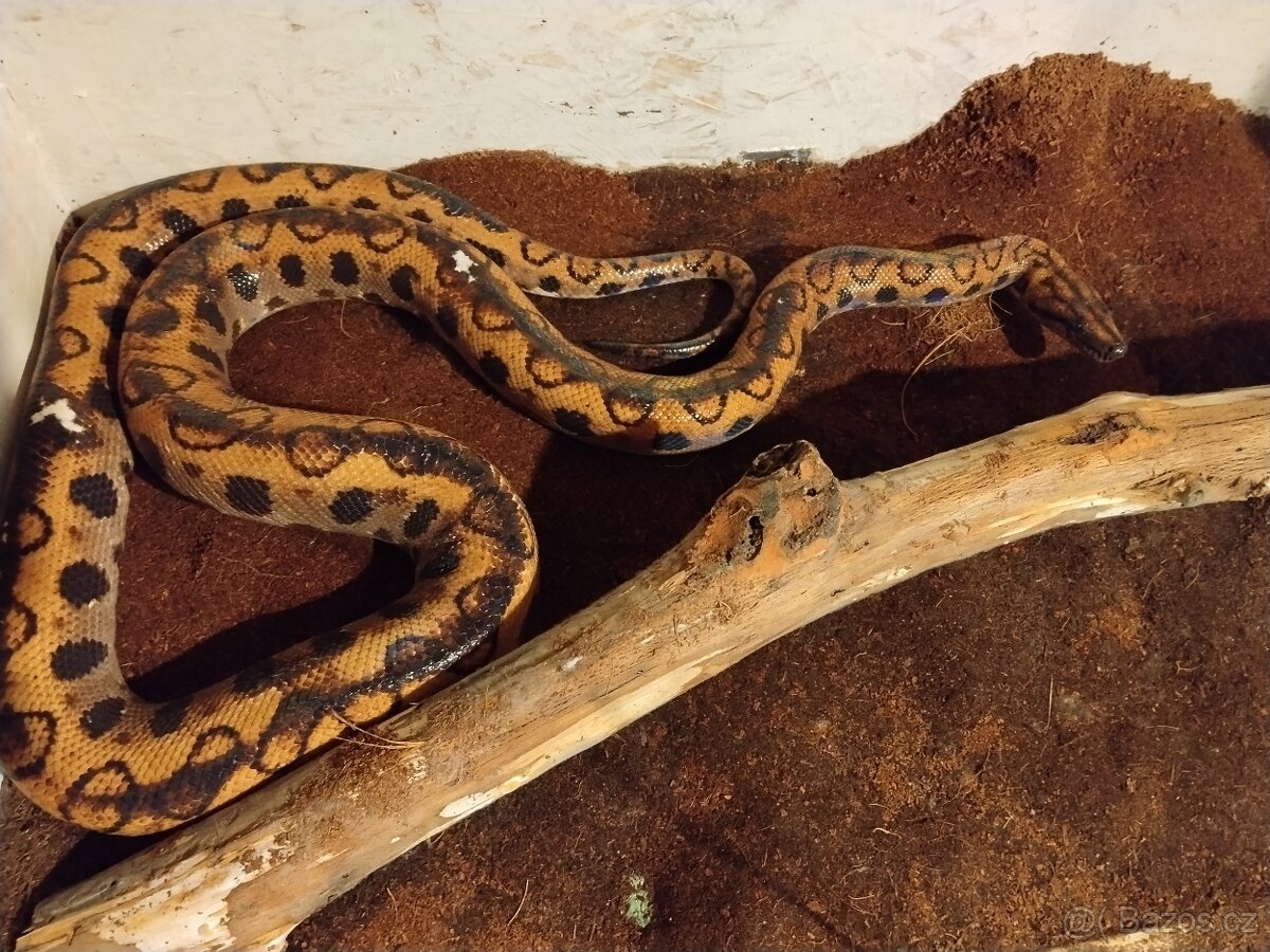 Hroznýšovec duhový - 2