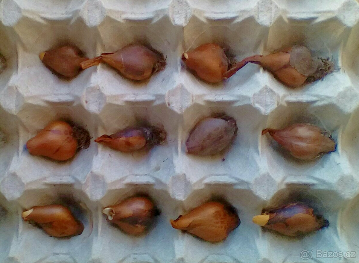 ocún - 2
