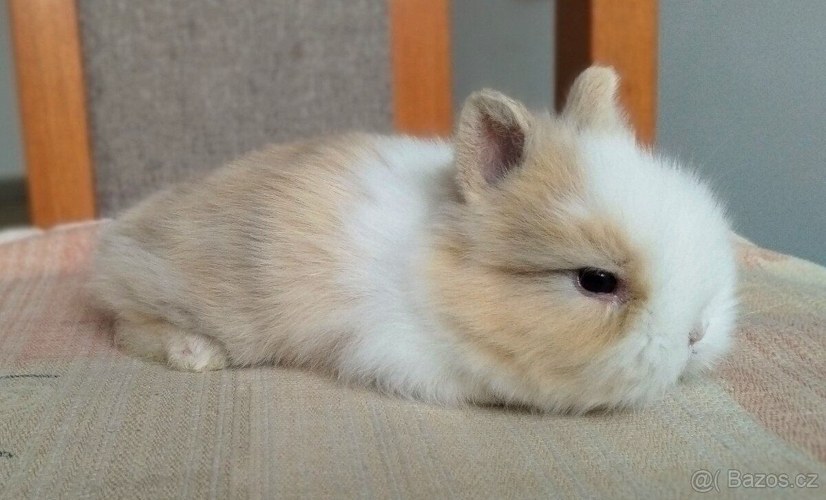 Zakrslý Teddy králík, králíček. - 2