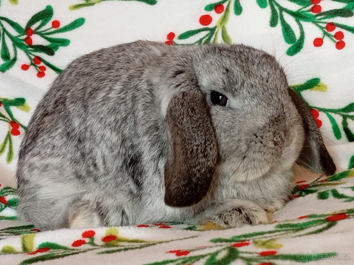 Samička Zakrslý Beránek MiniLop ❤️ - 2