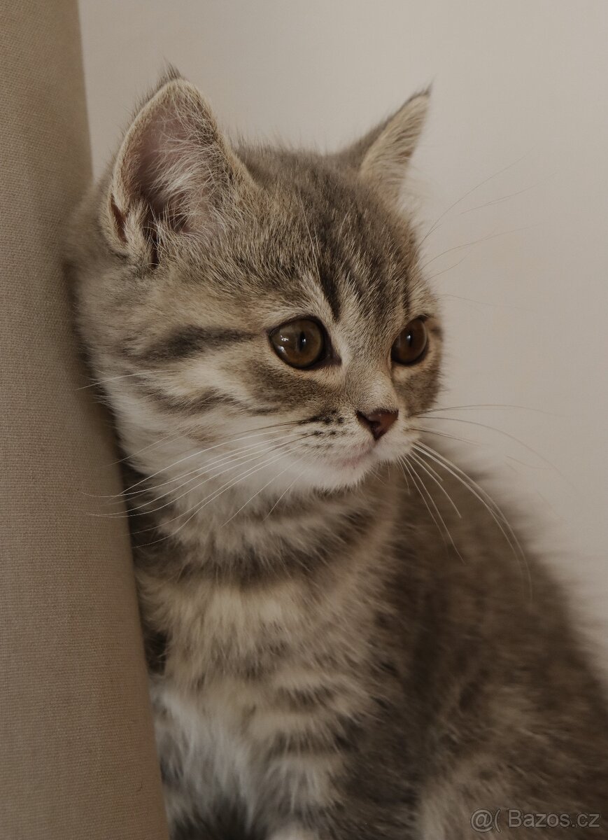 Britská modrá krátkosrstá kočka koťátko - 2