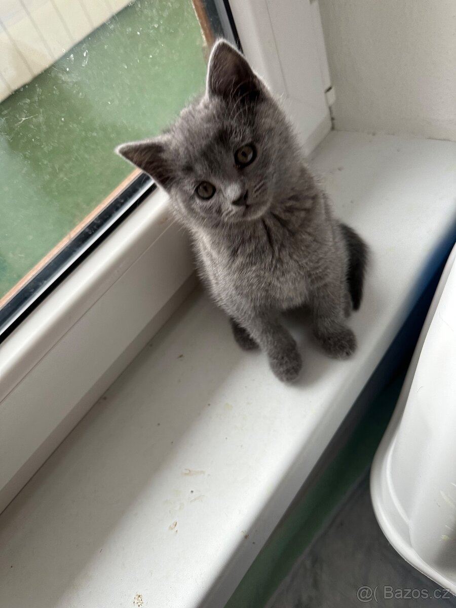 Kartouzská koťata - 2