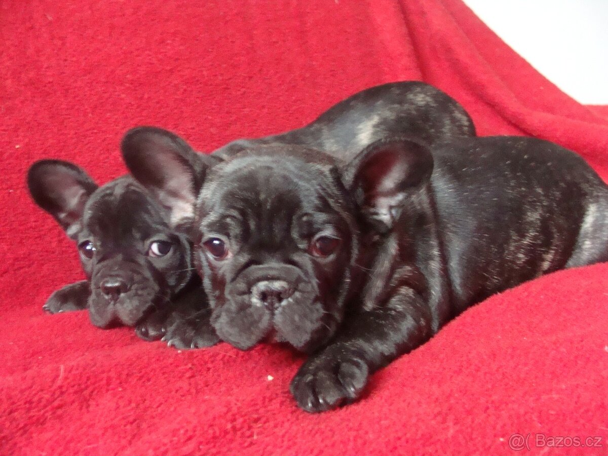 francouzský buldoček - 2