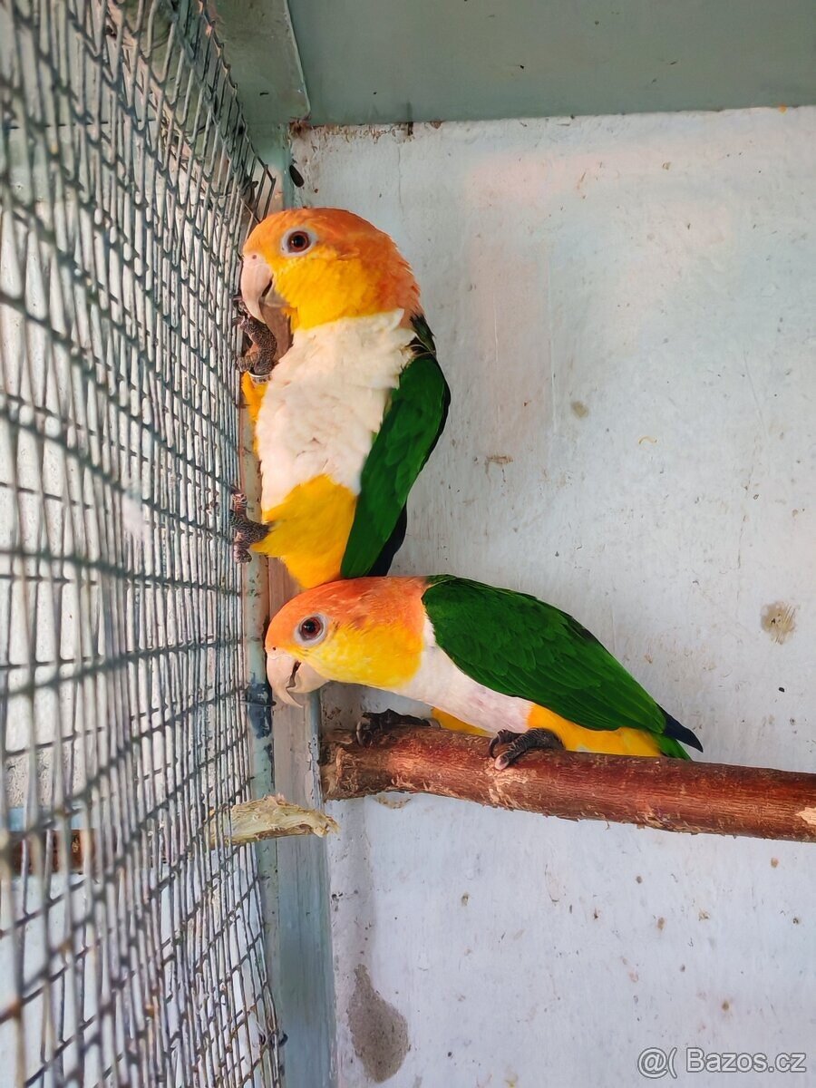 Amazonek bělobřichy - 2