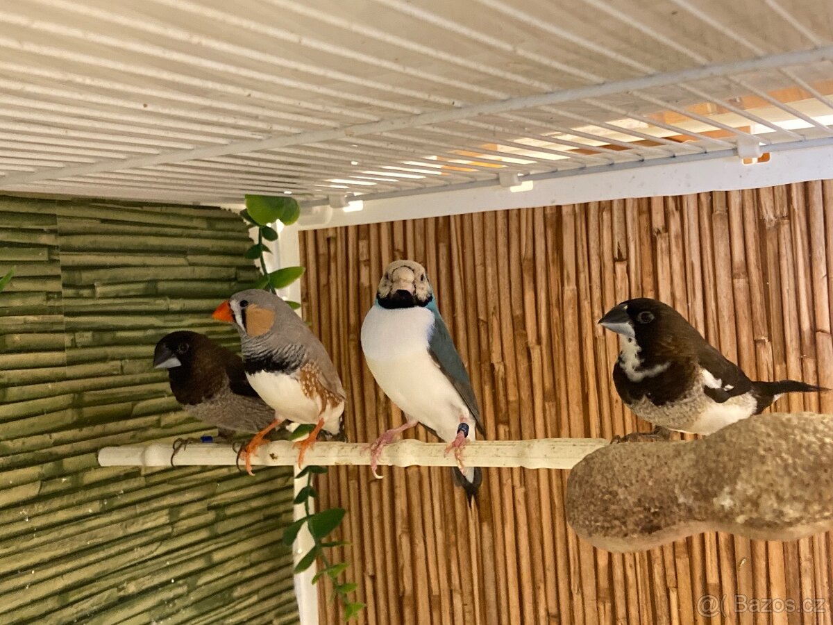 Chůvička japonská - 2