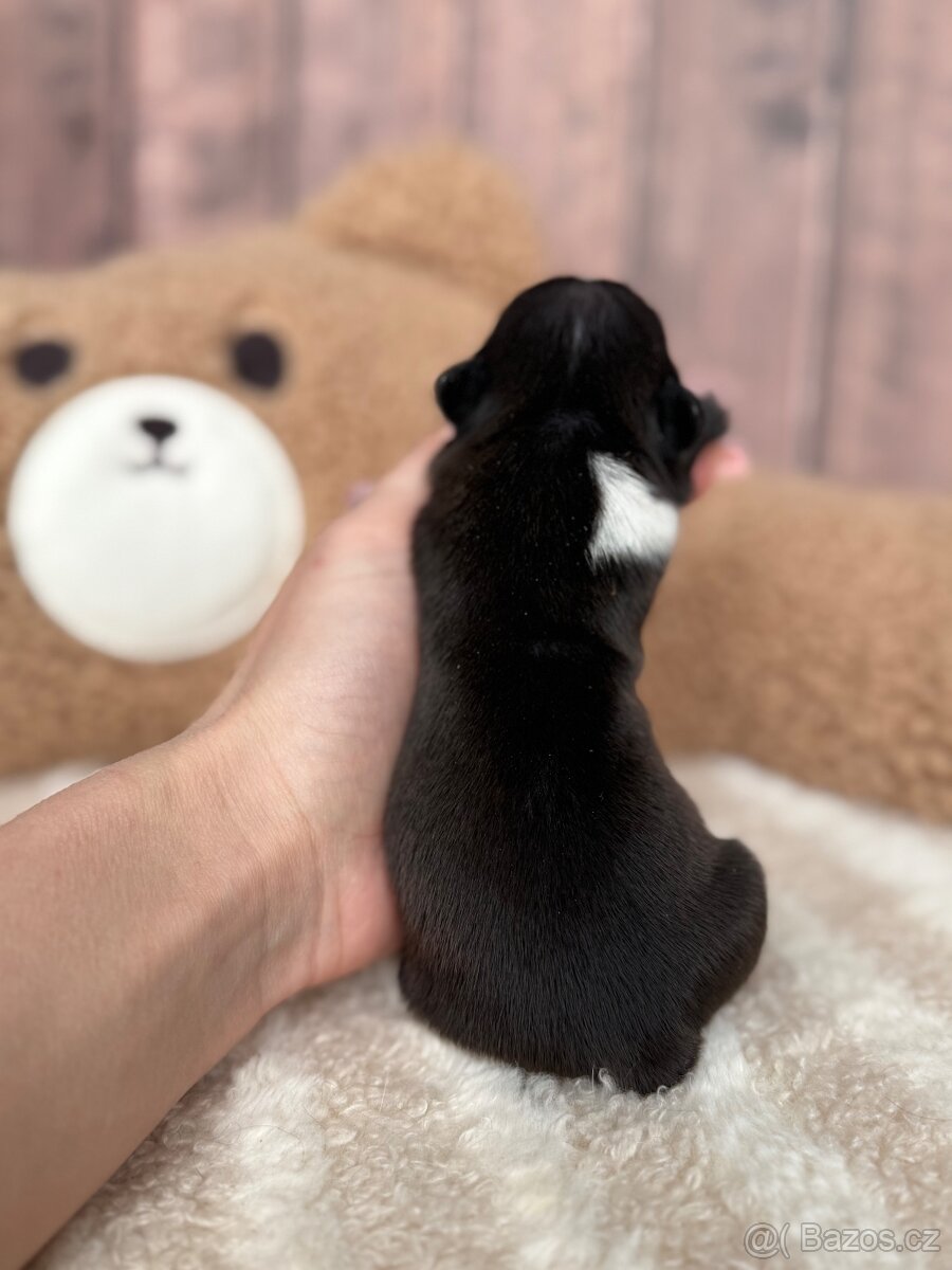 Bostonský teriér S PP - 2